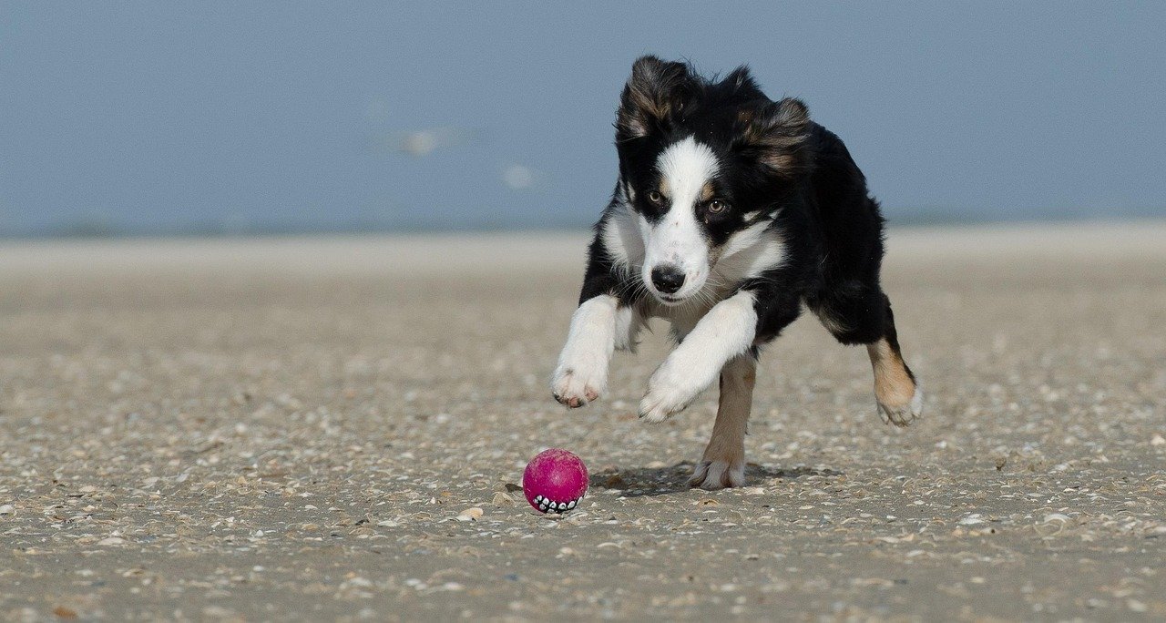 The Unexpected Challenge of a High-Energy Pup (image credits: pixabay)
