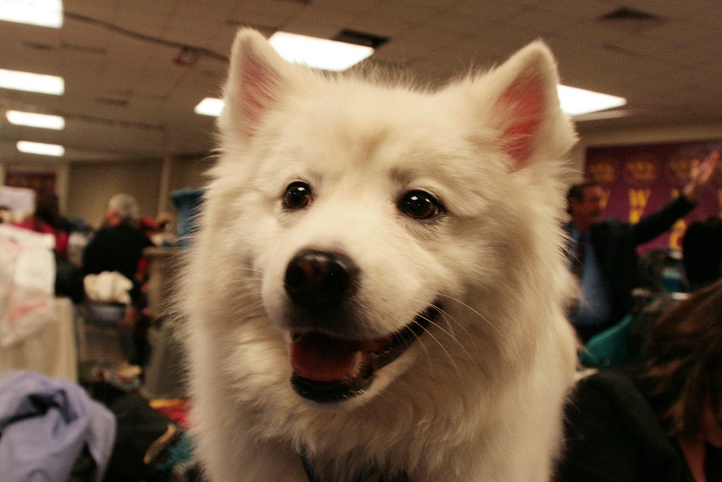 The Hidden Realities Behind the Cute Factor (image credits: flickr)