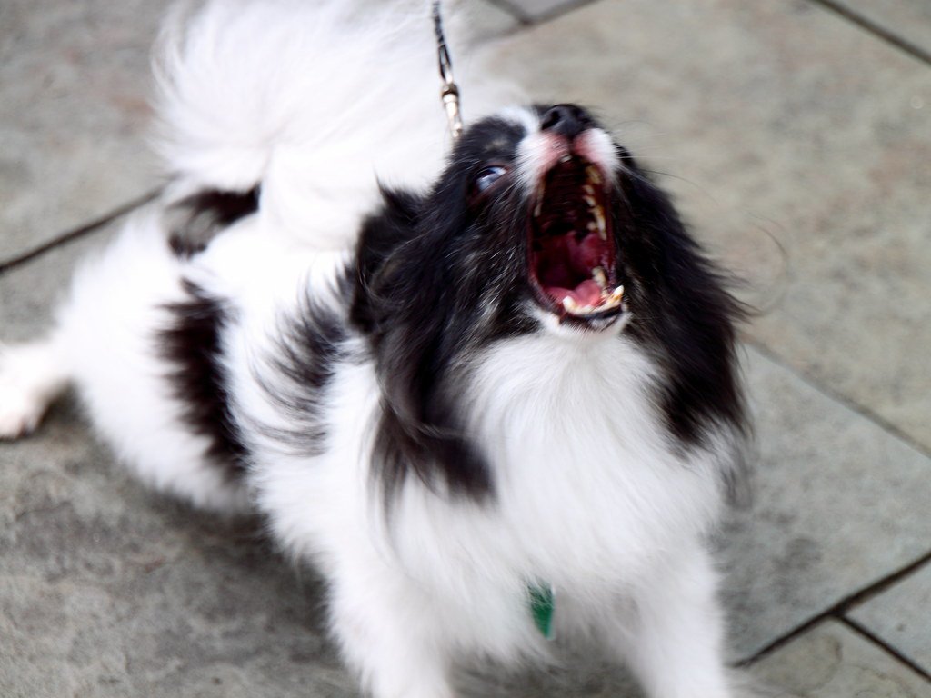 Temperament Surprises—Not What I Expected (image credits: flickr)