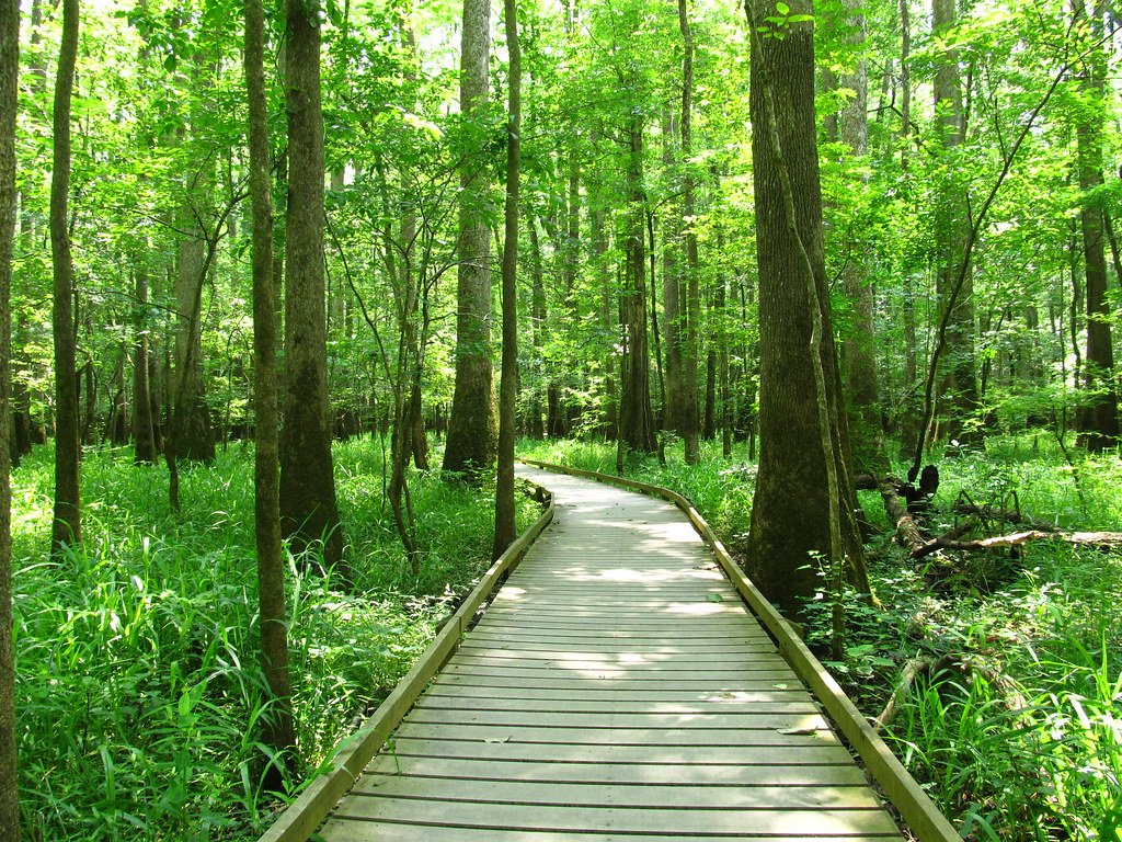 Congaree National Park, South Carolina (image credits: flickr)