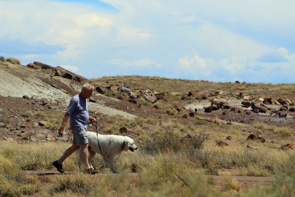 Petrified Forest National Park, Arizona (image credits: flickr)