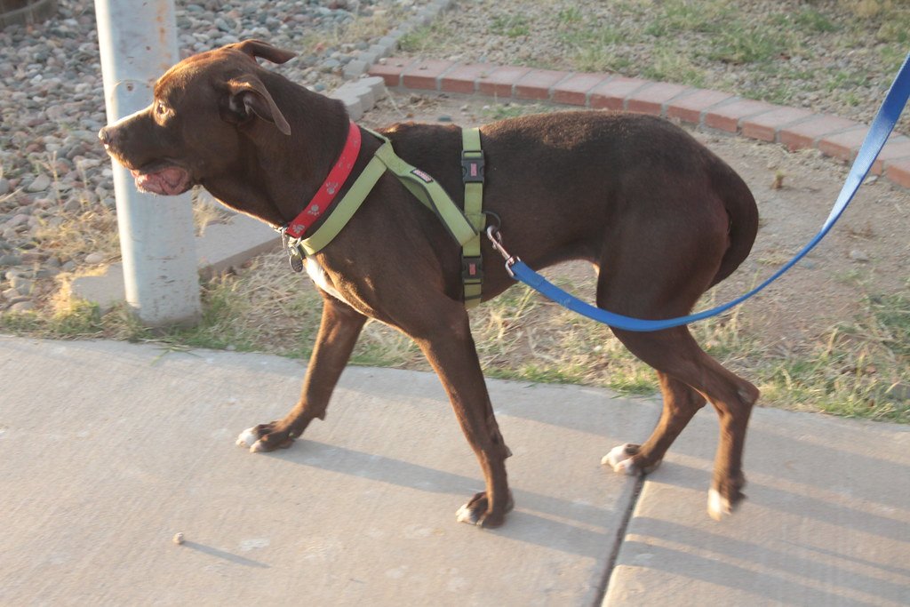 Tucked Tight: The Fearful Tail (image credits: flickr)