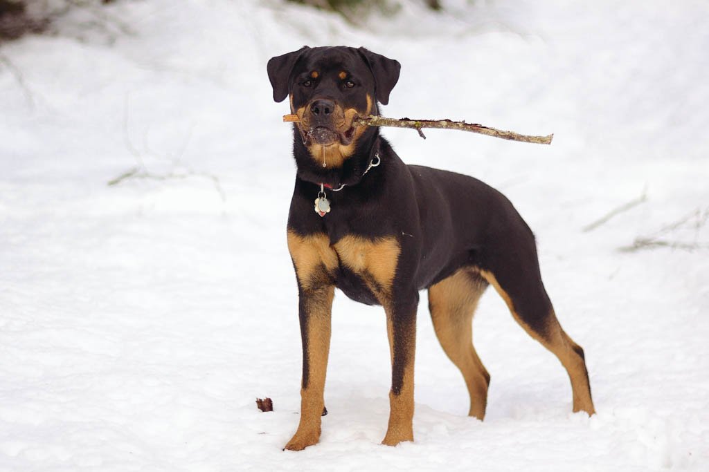 Rottweiler (image credits: flickr)