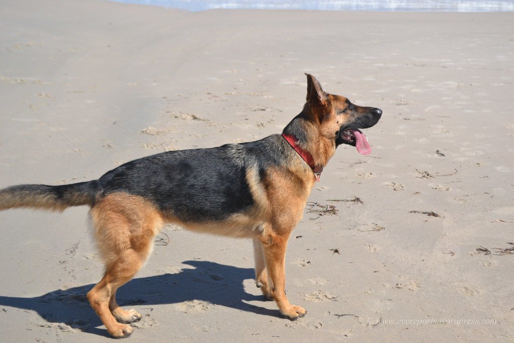 German Shepherd (image credits: flickr)