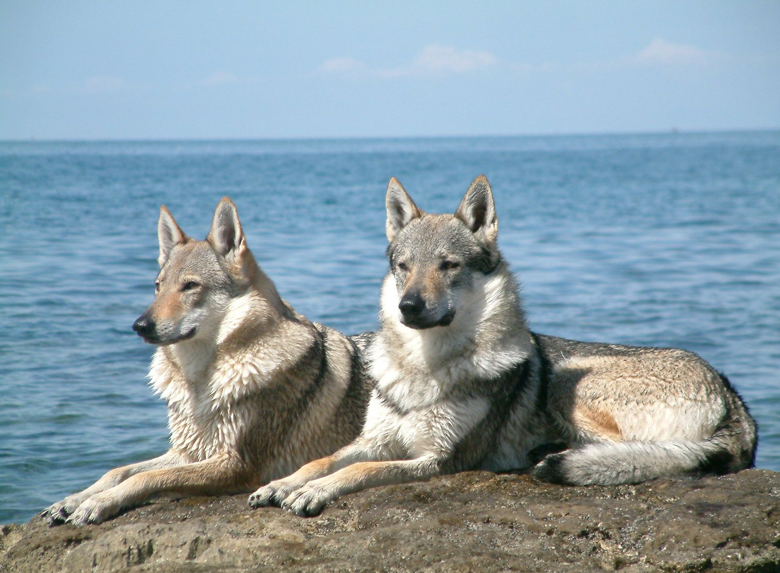 Wolfdog (Wolf Hybrid) (image credits: wikimedia)