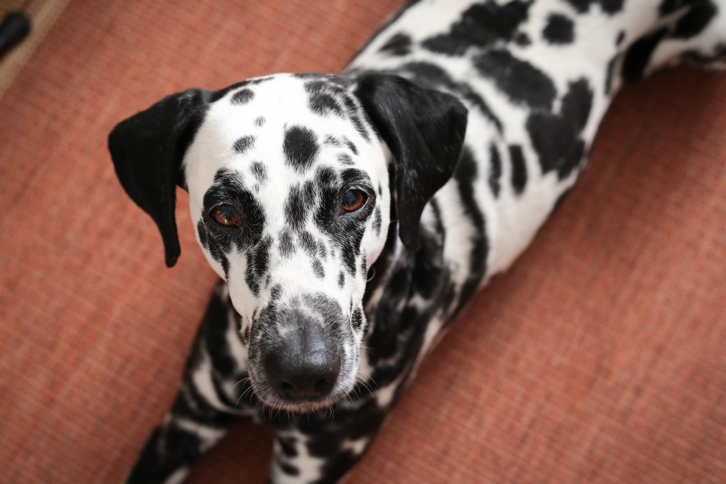 Dalmatian (image credits: flickr)
