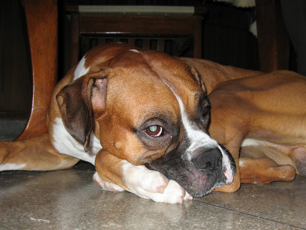 Boxer (image credits: flickr)
