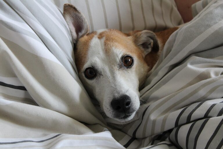 13 Dog Breeds That Are The Biggest Scaredy Cats in Thunderstorms