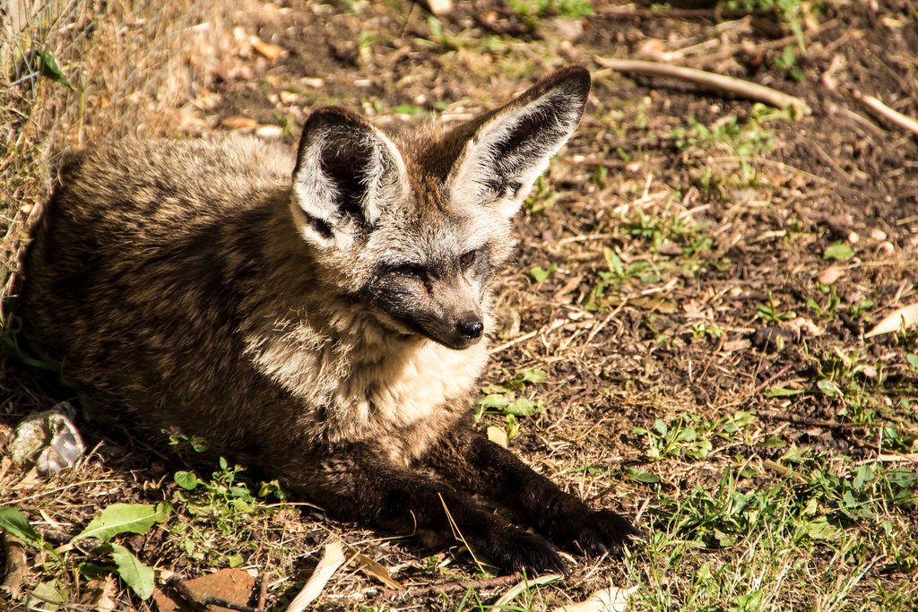 Those Enormous Ears Are More Than Just Cute (image credits: flickr)