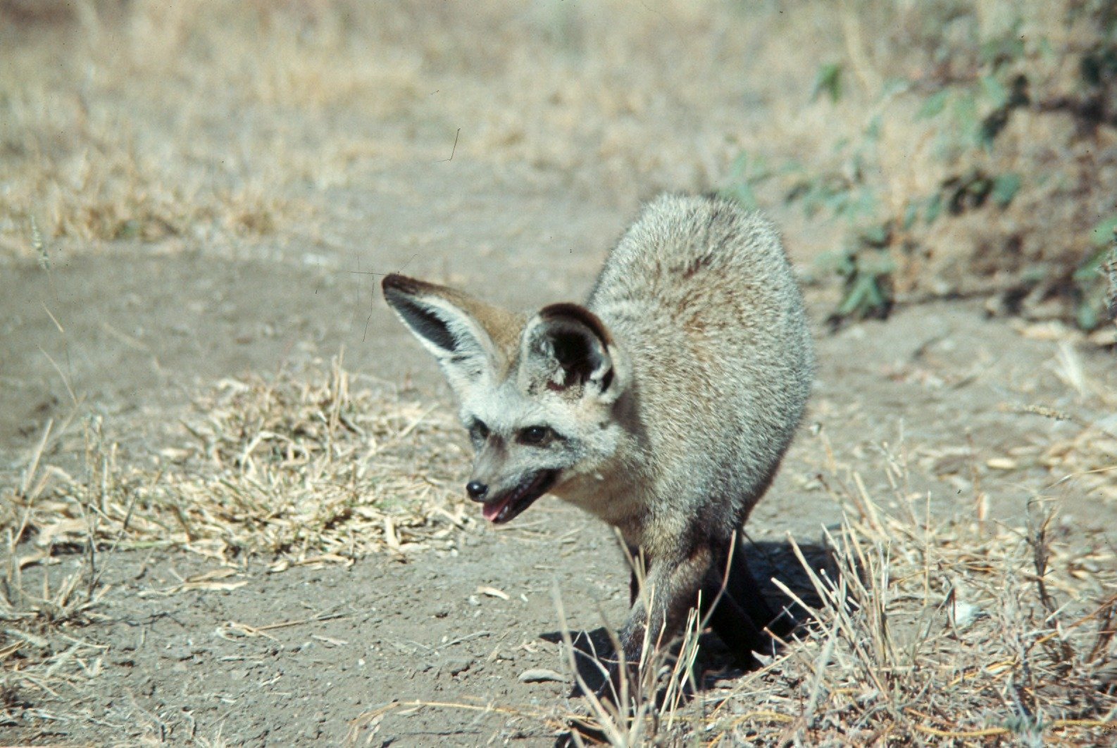 Unique Teeth for a Unique Diet (image credits: wikimedia)