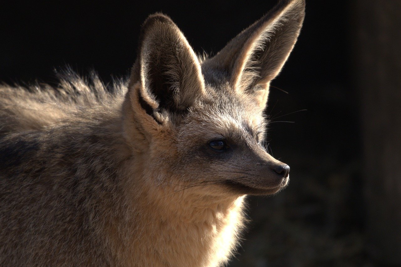 10 Fun Facts About The Bat Eared Fox, An Animal That Can Hear Insects Burrowing Underground