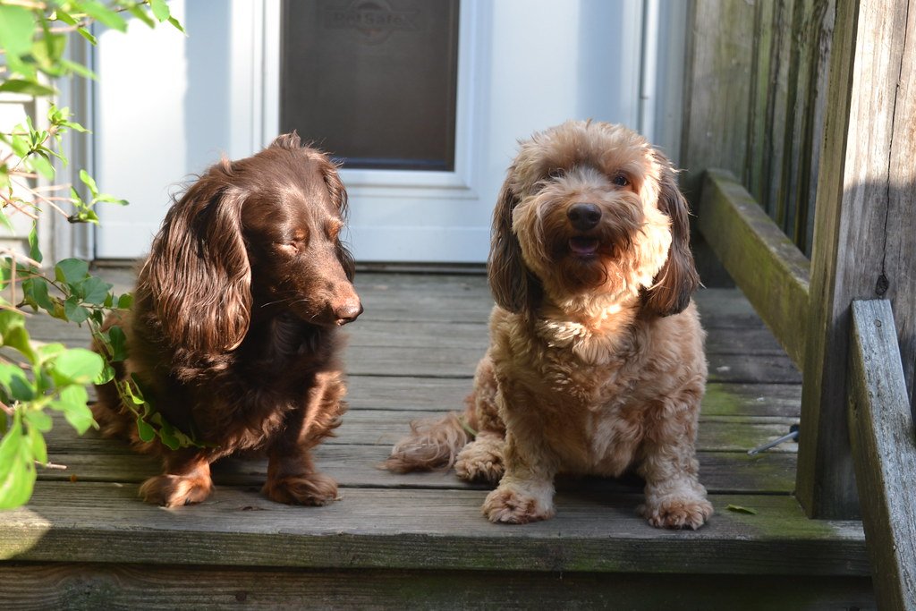 Attachment Styles: Every Dog Is Different (image credits: flickr)