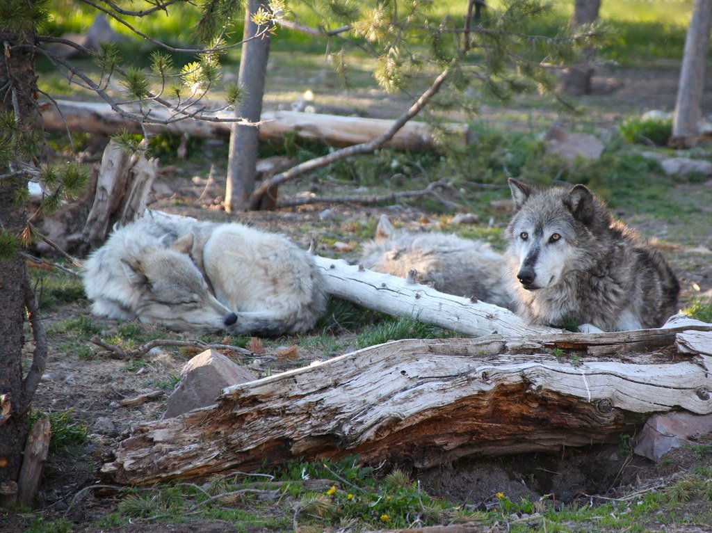 Why Wolves Matter in the Ecosystem (image credits: flickr)