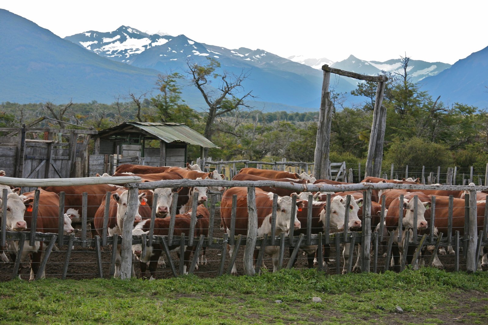 Ranchers’ Concerns: Livelihoods at Stake (image credits: wikimedia)