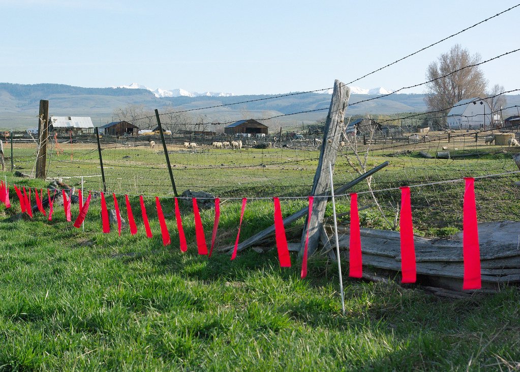 Nonlethal Deterrents: Living with Wolves, Not Against Them (image credits: flickr)