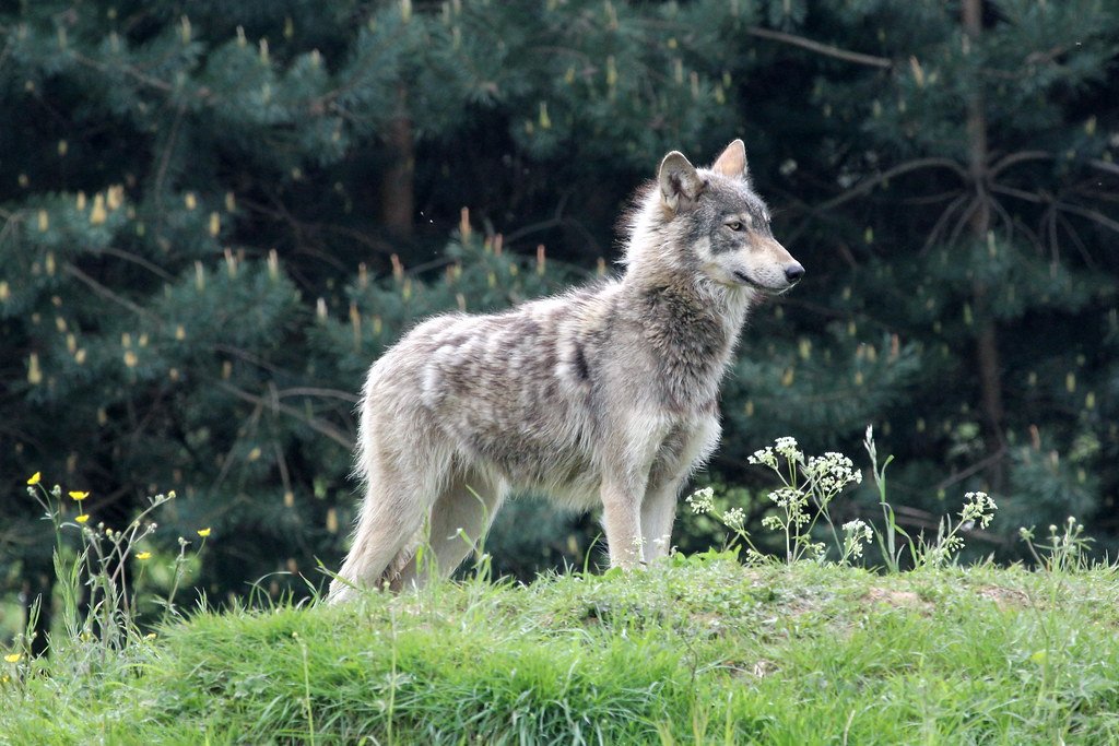 Wolf Tourism: Turning a Challenge into Opportunity (image credits: flickr)
