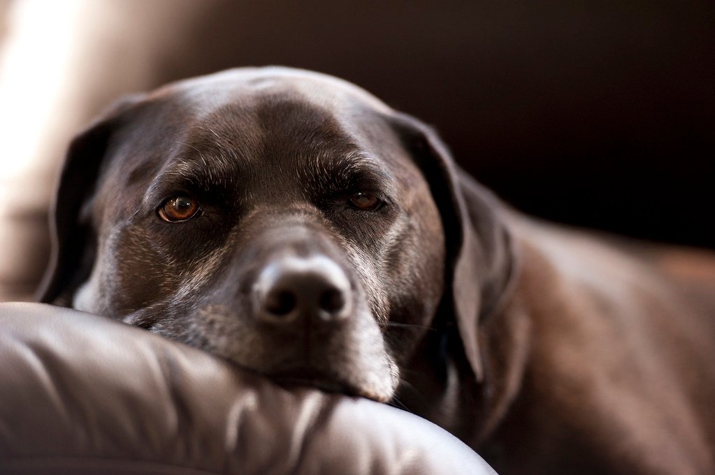 Digestive Problems and Vomiting (image credits: flickr)