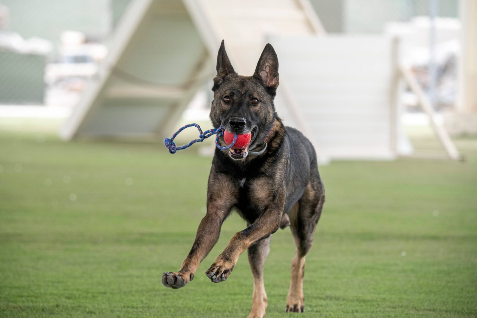 Resource Guarding and Possessive Behaviors (image credits: wikimedia)