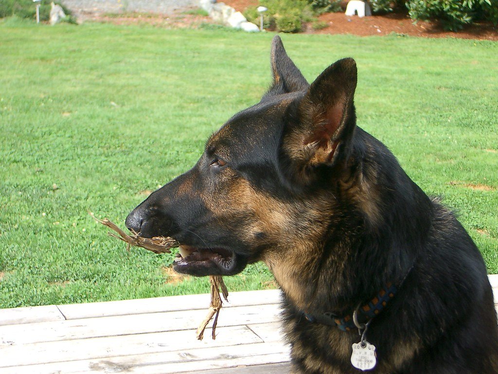 Training Setbacks: Bad Habits Learned Fast (image credits: flickr)