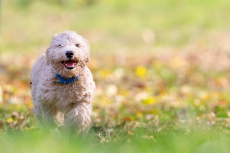 Why I Gave Up Off-Leash Parks For Good—And You May Want To Too