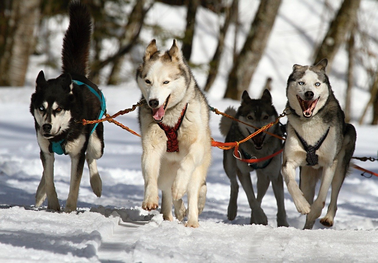 Siberian Husky: The Sled Dog Hero (image credits: pixabay)