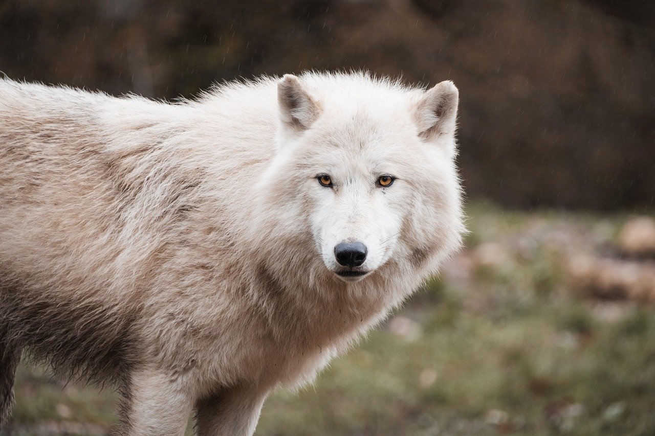 Understanding Wolf Behavior: Myths and Truths (image credits: pixabay)