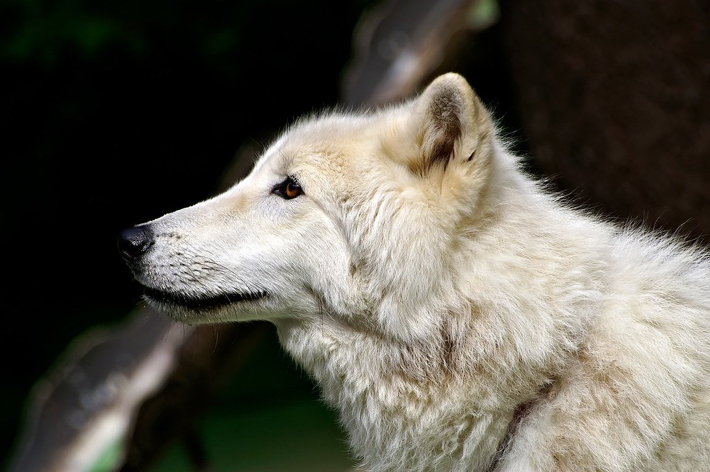 Speak Firmly and Back Away Slowly (image credits: flickr)