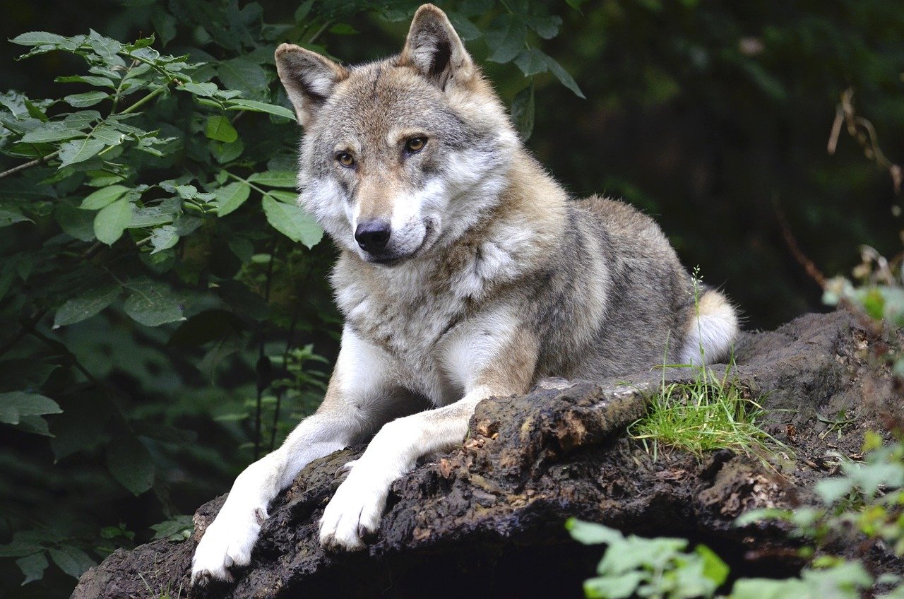 What To Do If You Come Across A Wolf While Hiking?