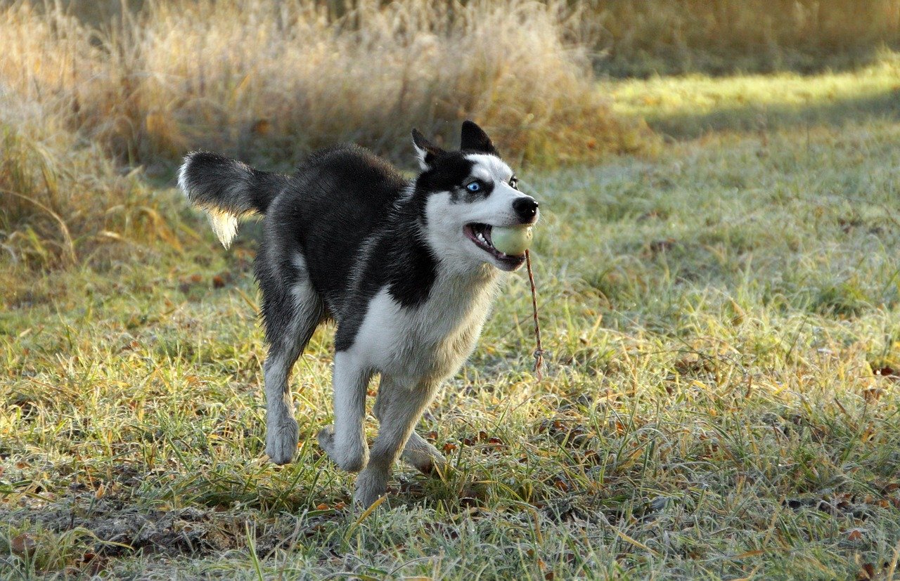 The Unstoppable Energy—More Than Just Daily Walks (image credits: pixabay)