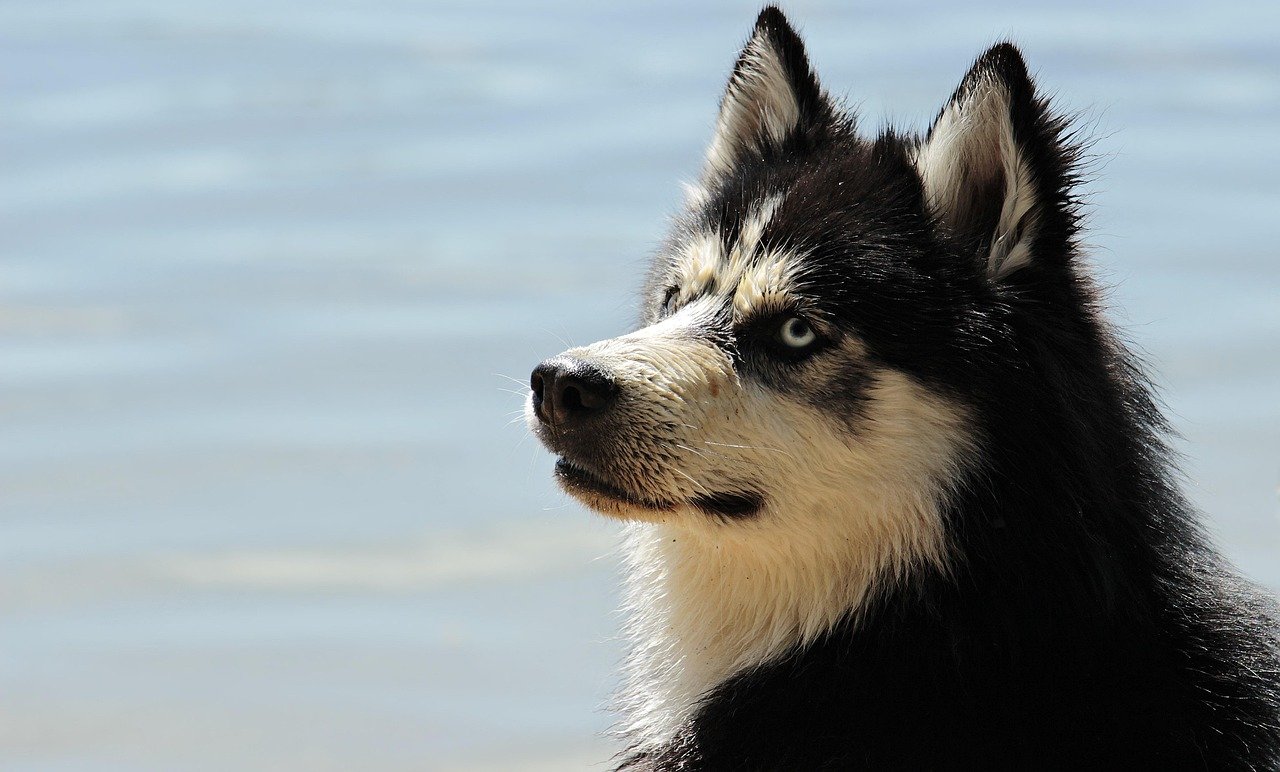 The Climate Challenge—Huskies And Hot Weather (image credits: pixabay)