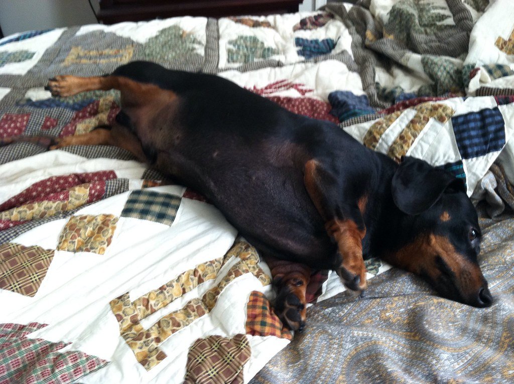 They Show Their Belly and Ask for Belly Rubs (image credits: flickr)