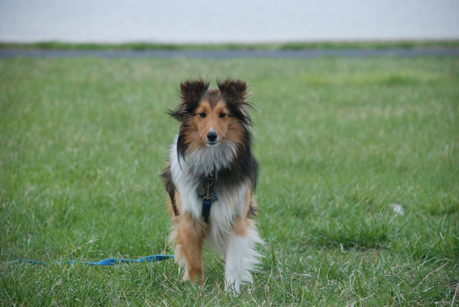 Shetland Sheepdog (image credits: wikimedia)