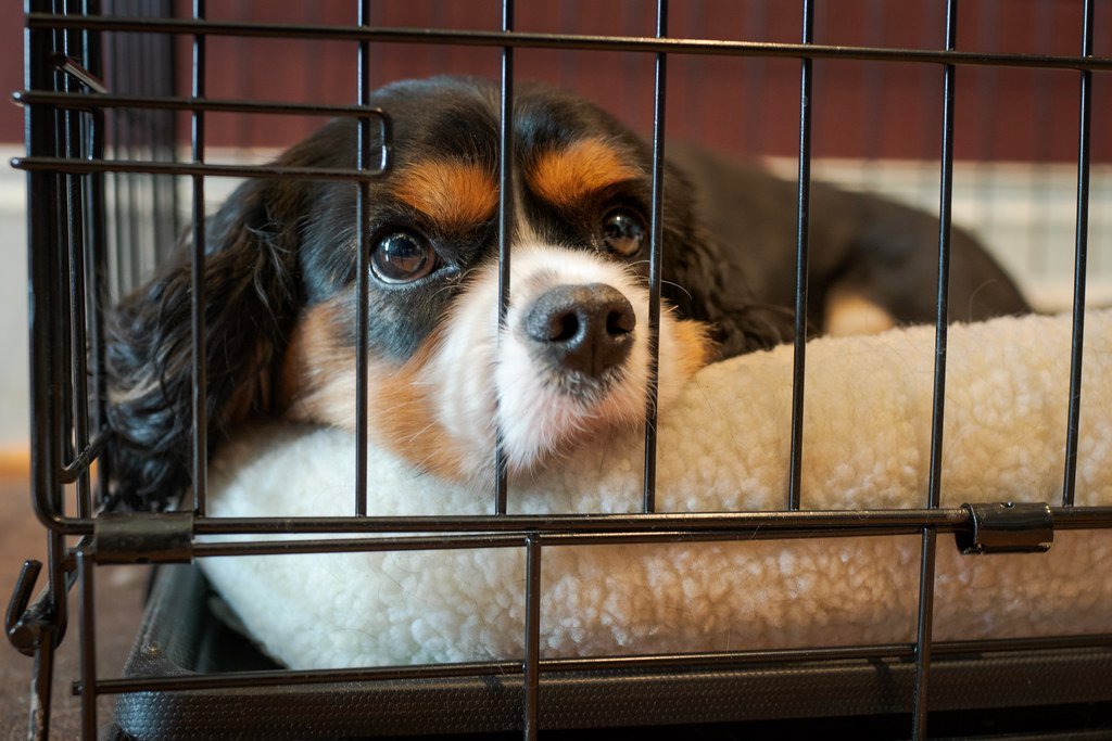 The Emotional Impact on Your Dog (image credits: flickr)