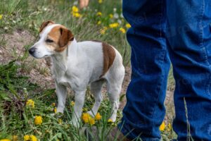 Why My Dog No Longer Comes Everywhere With Me—and You May Relate Too