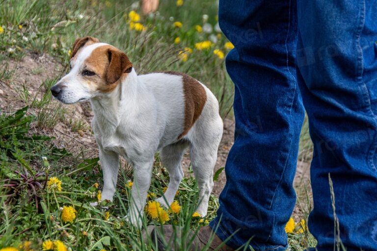 Why My Dog No Longer Comes Everywhere With Me—and You May Relate Too