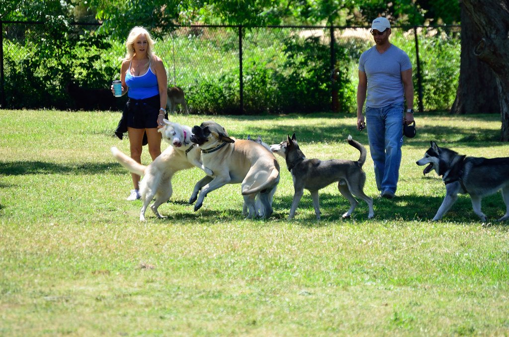 Life Changes You Can Expect When Getting a New Dog