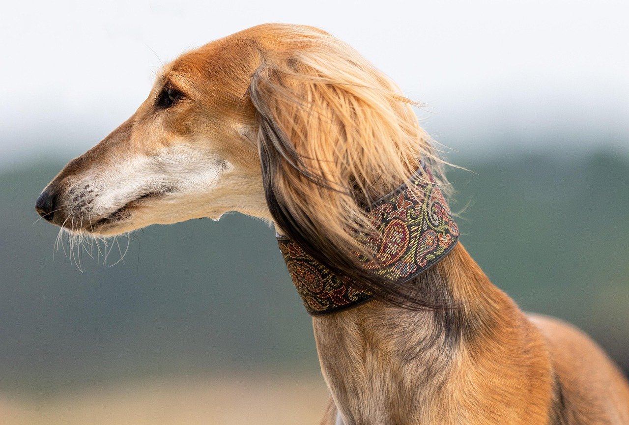 Saluki: The Graceful Desert Aristocrat (image credits: pixabay)