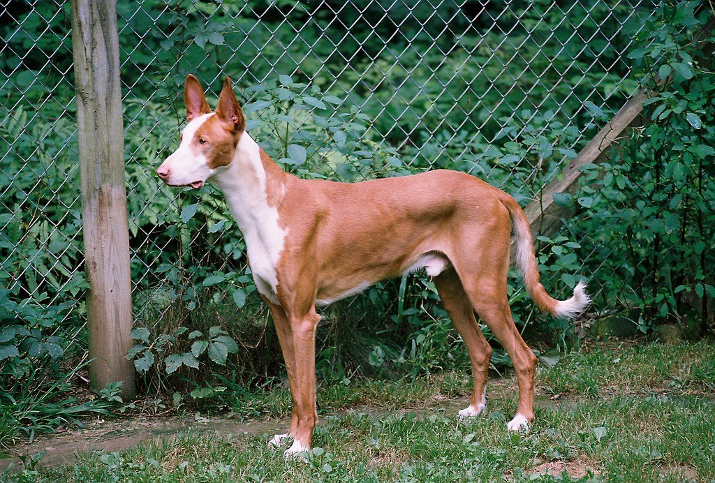 Ibizan Hound: The Mediterranean Sun Chaser (image credits: flickr)