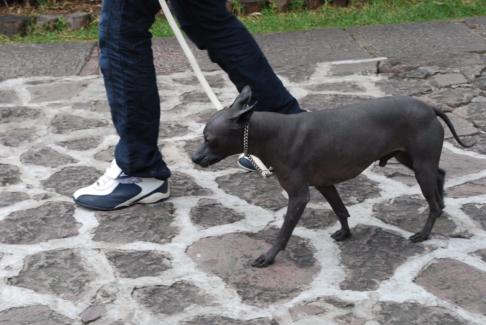 Xoloitzcuintli: The Ancient Desert Guardian (image credits: wikimedia)