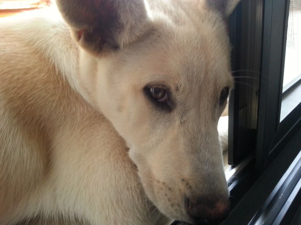 Canaan Dog: The Survivor of Sun and Silence (image credits: wikimedia)