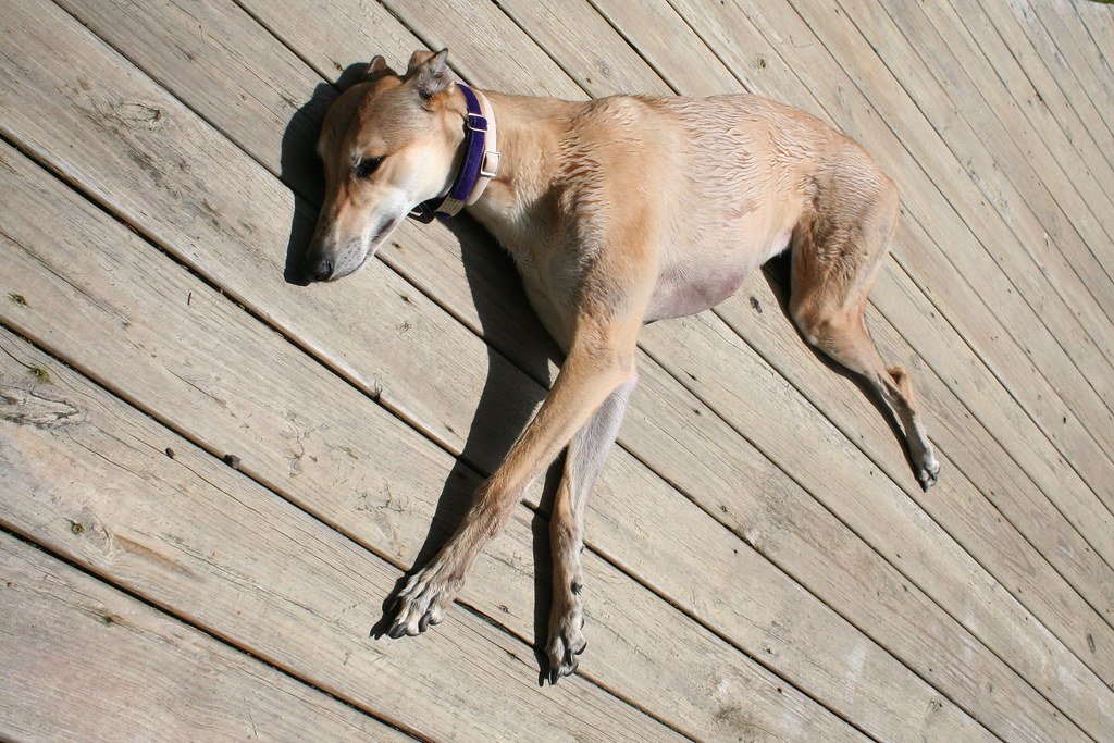 Greyhound: The Laid-Back Sunbather (image credits: flickr)
