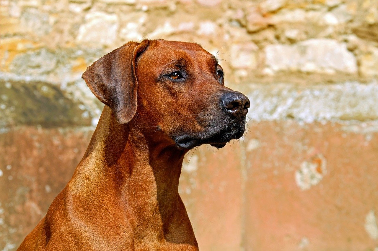Rhodesian Ridgeback: The Strong, Silent Type (image credits: pixabay)