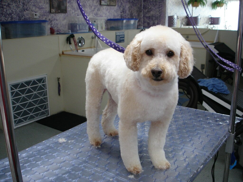 Poodle: The Effortlessly Elegant Star (image credits: flickr)