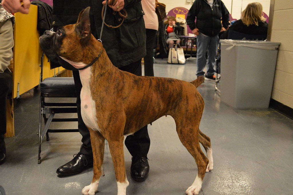 Boxer: The Low-Maintenance Buddy (image credits: flickr)