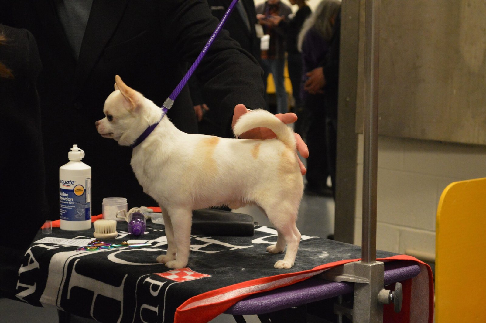 Chihuahua: The Tiny, Tidy Companion (image credits: wikimedia)