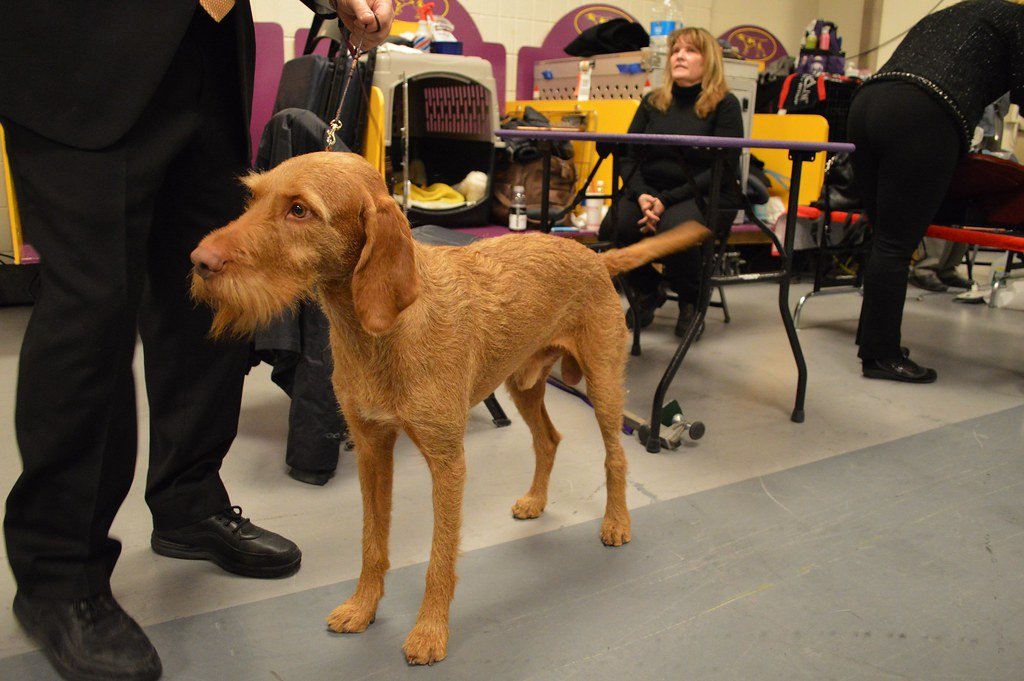 Vizsla: The Washboard Athlete (image credits: flickr)