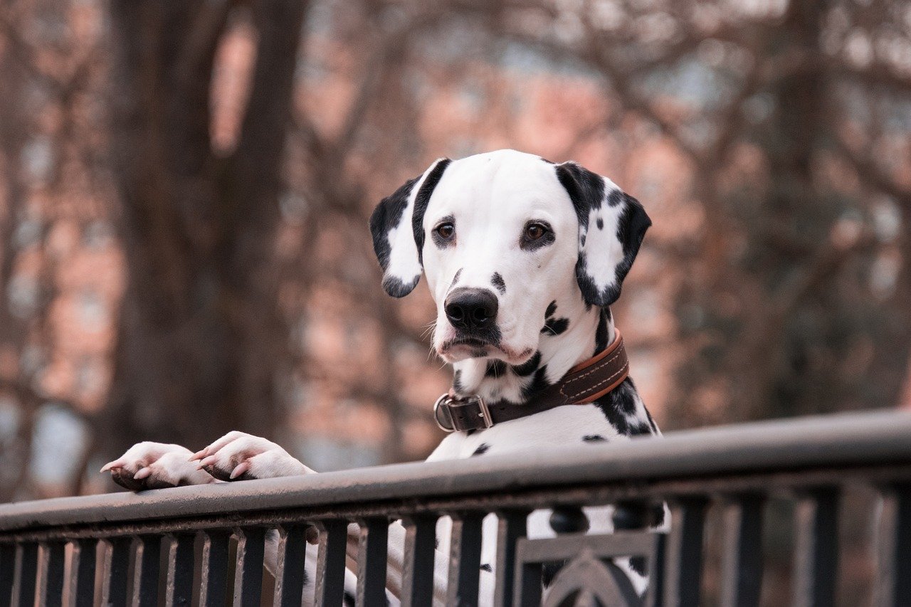 Dalmatian: The Spotless Wonder (Almost) (image credits: pixabay)