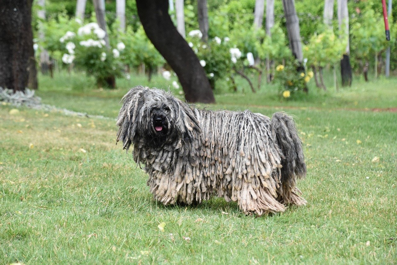 Puli: The Dreadlocked Dilemma (image credits: pixabay)