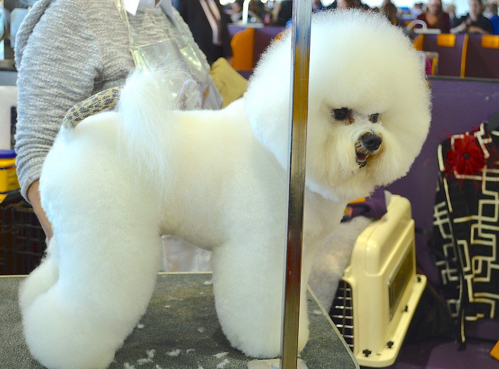 Bichon Frise: The Cotton Ball Conundrum (image credits: flickr)