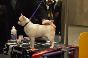 10 Dog Breeds That Are A Groomer's Delight and 5 That Are Nightmares